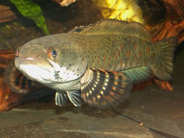 pulchra017.jpg