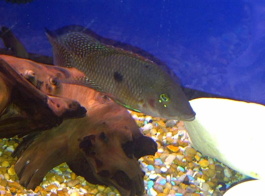 geophagus5.jpg