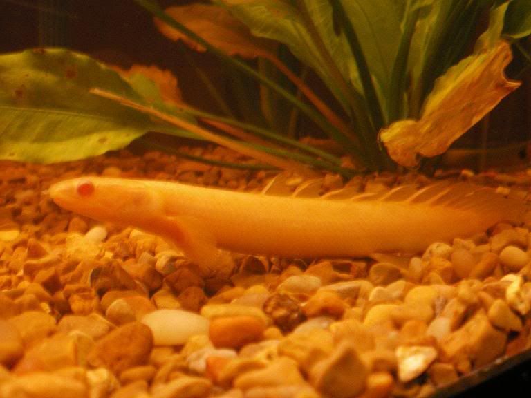 Albino2.jpg