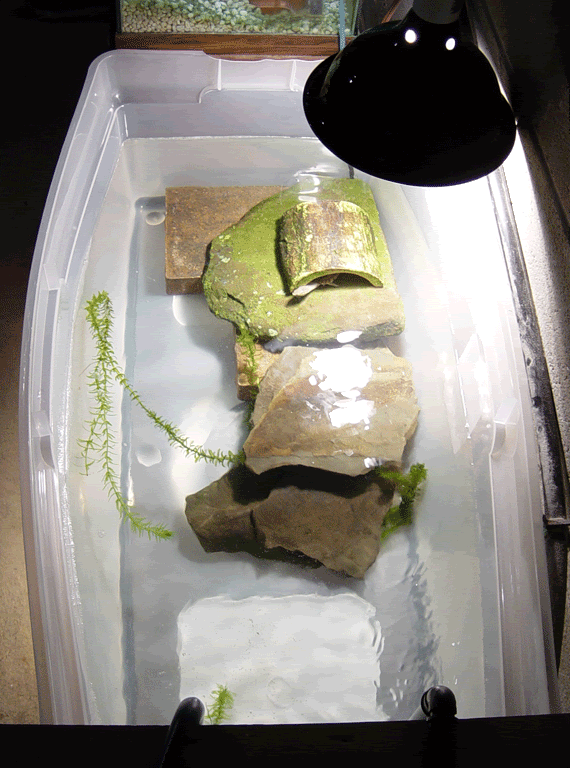Turtle-Tank2.gif