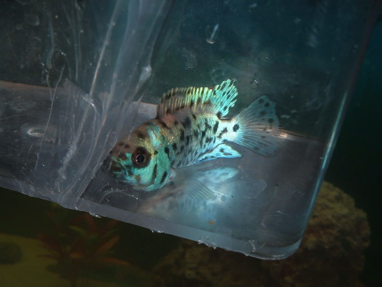 DSCF1452.jpg