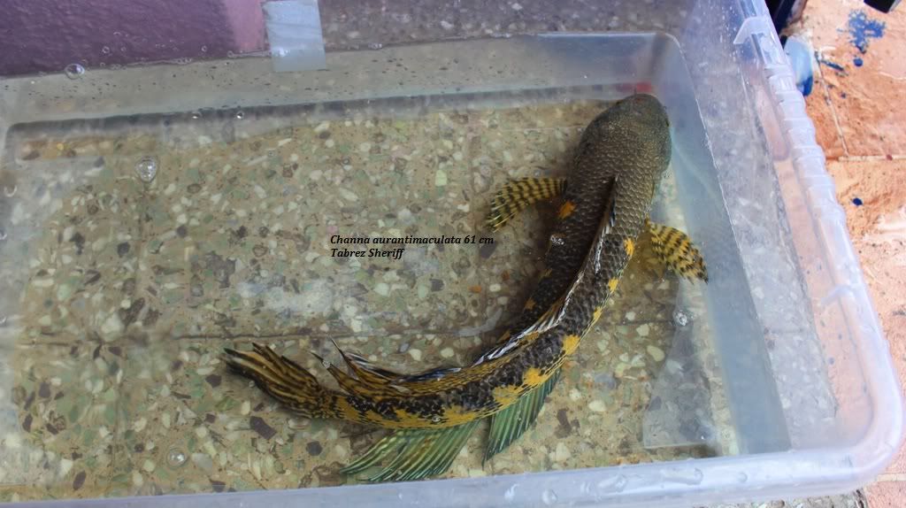 ChannaAurantimaculata61cmBIG.jpg