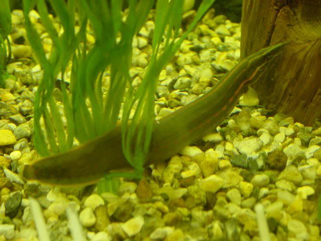 FireEel01.jpg