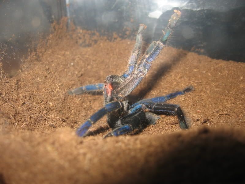 bugs036.jpg