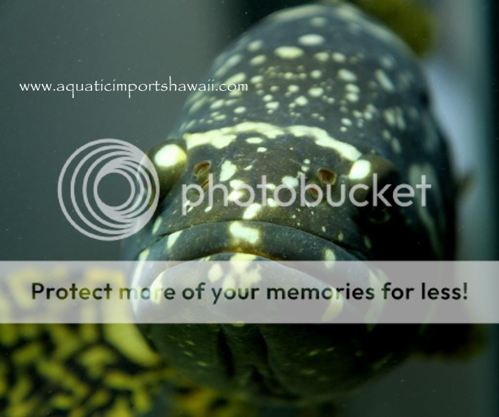 bumblebeegrouperfish2.jpg