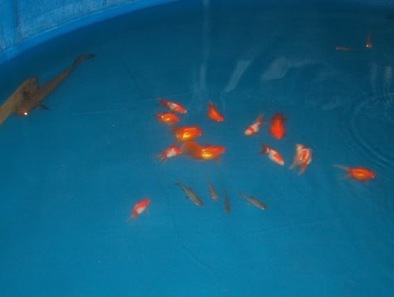 fish032.jpg
