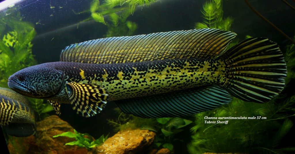 CaurantimaculataMale57cm.jpg