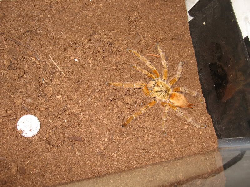 bugs032.jpg