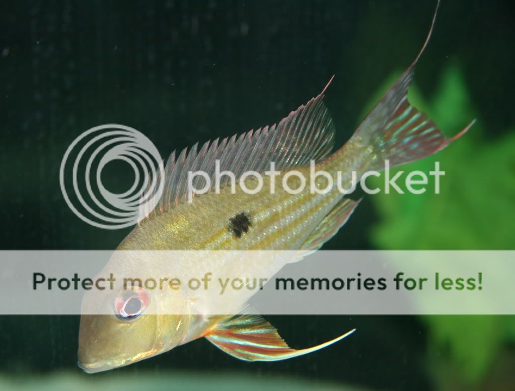 Geophagus_sp_022709_02.jpg