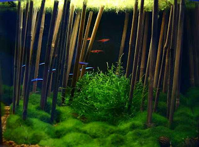 nano_bamboo.jpg