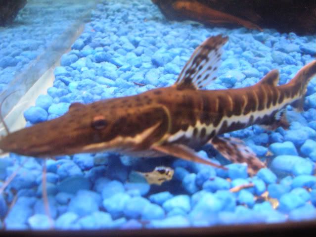 Fishpics004.jpg