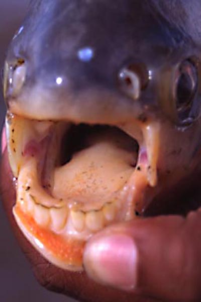 pacuteeth.jpg