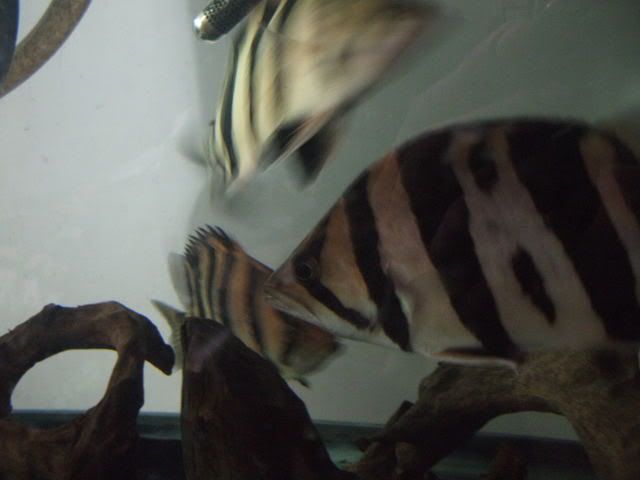 DSCF2322.jpg