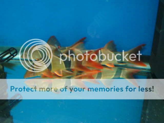 DSC05706-1.jpg