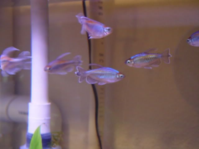 DSC03462-1.jpg