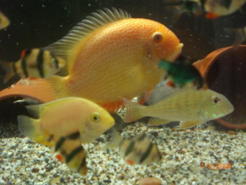 Pinkandgoldsevs021.jpg