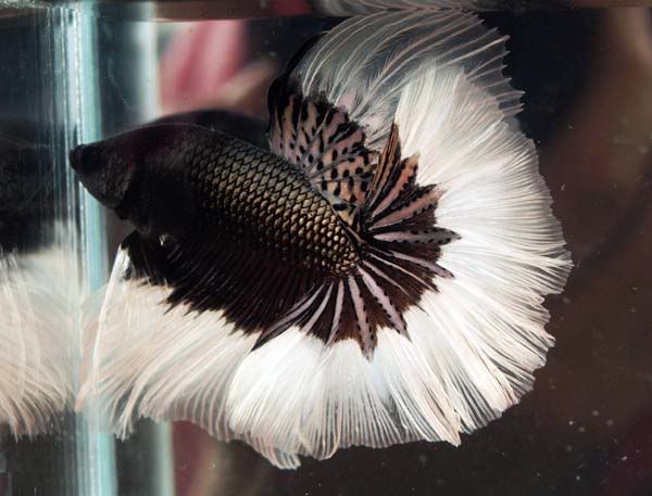 NewBetta.jpg