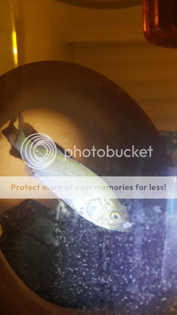 20150907_010629_zpsghap6dvo.jpg~original