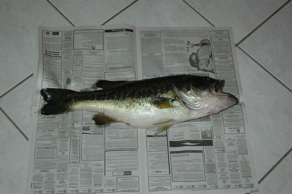 bigassbass.jpg
