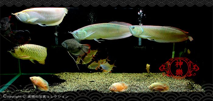 10_May_2016_Arowana%20Com_zpsmkpxnyyc.jpg