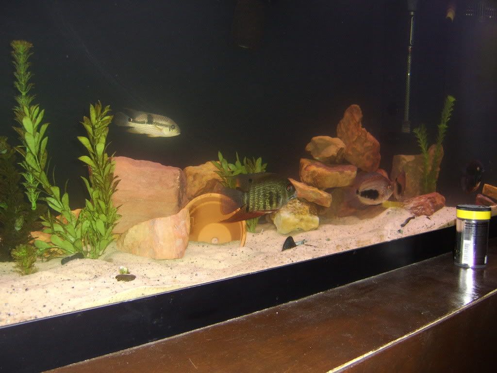 fish038.jpg