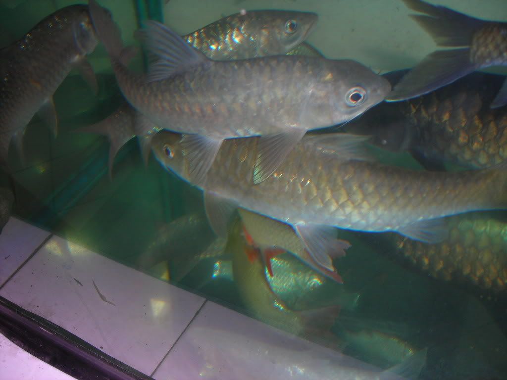 DSCN1575.jpg
