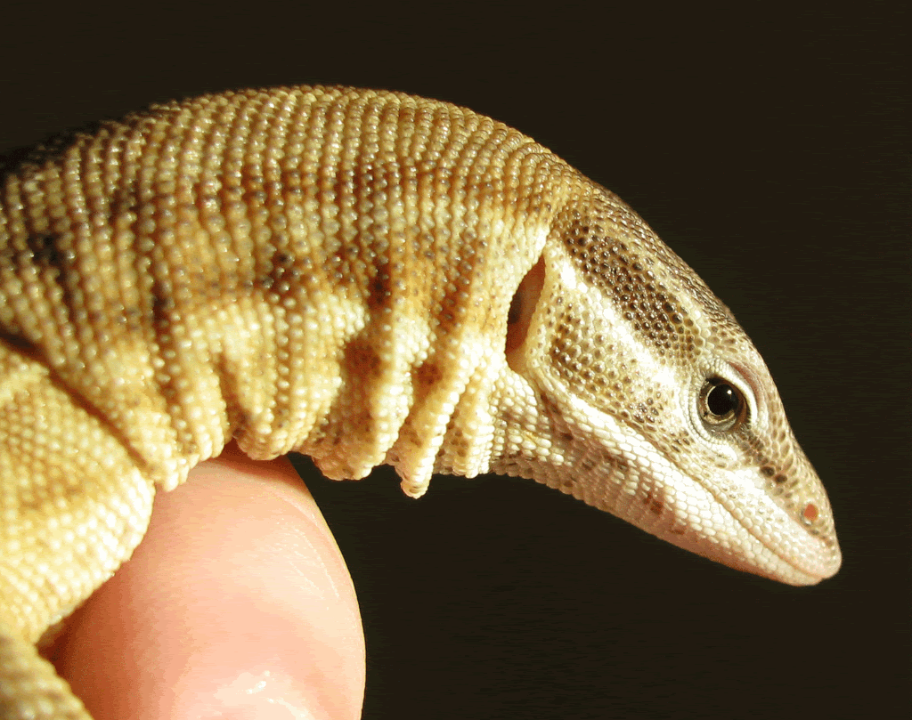 Ackie-Closeup2.gif