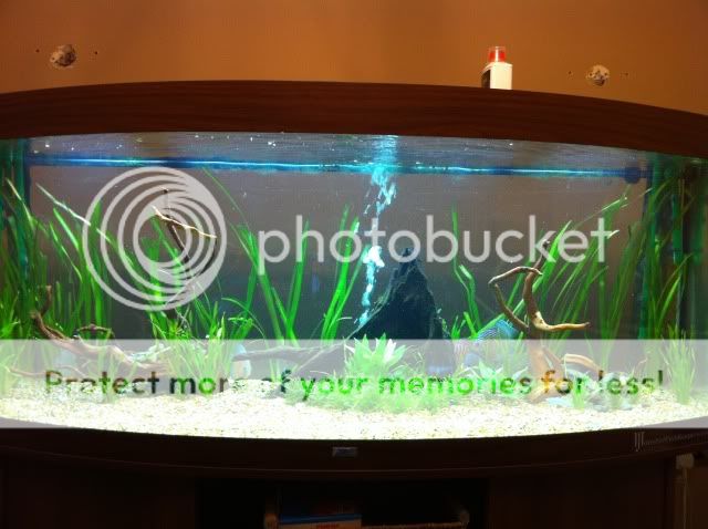 Discus Tank Decoration Tips: Stunning Ideas for a Vibrant Aquarium