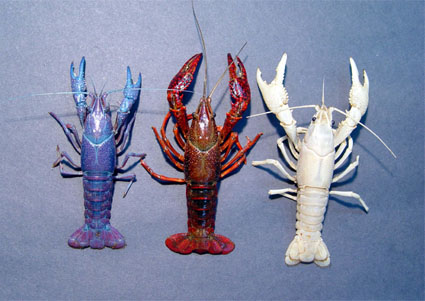 red-white-blue-crawfish.jpg