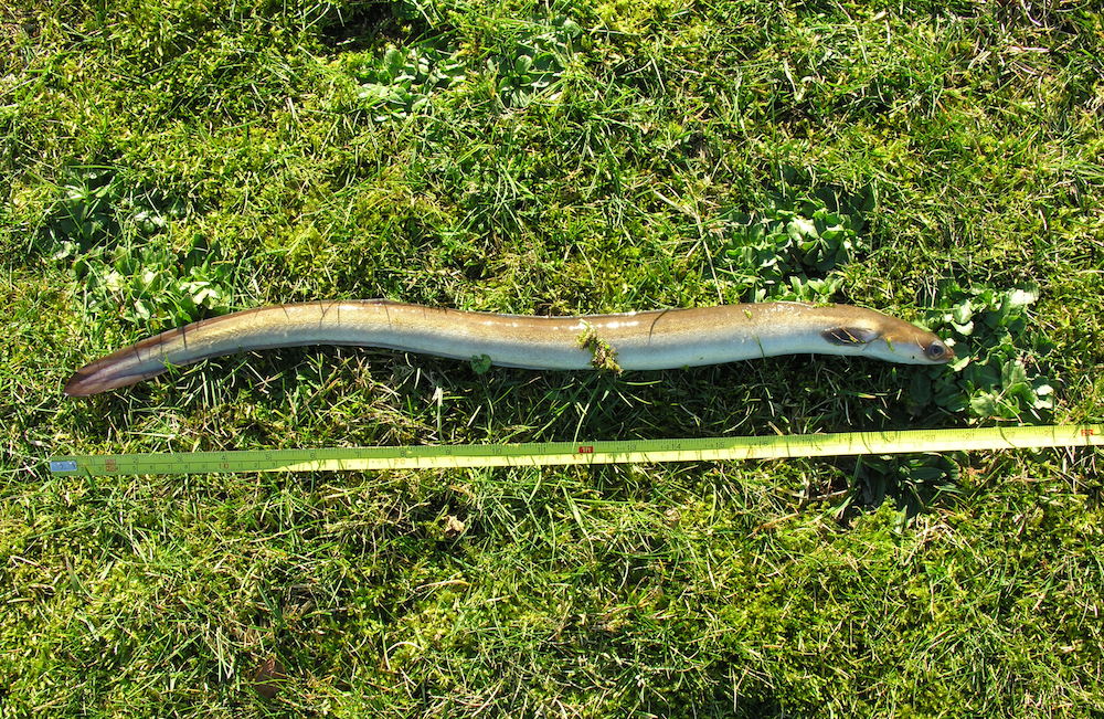 www.livescience.com