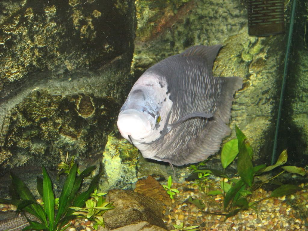 updatecornelius012.jpg