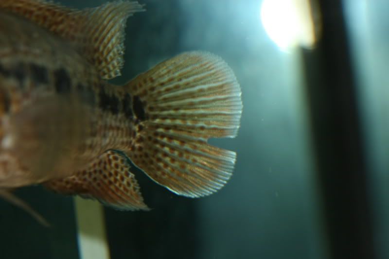 tail1.jpg