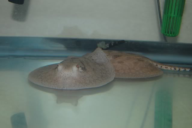 DSC_0445.jpg