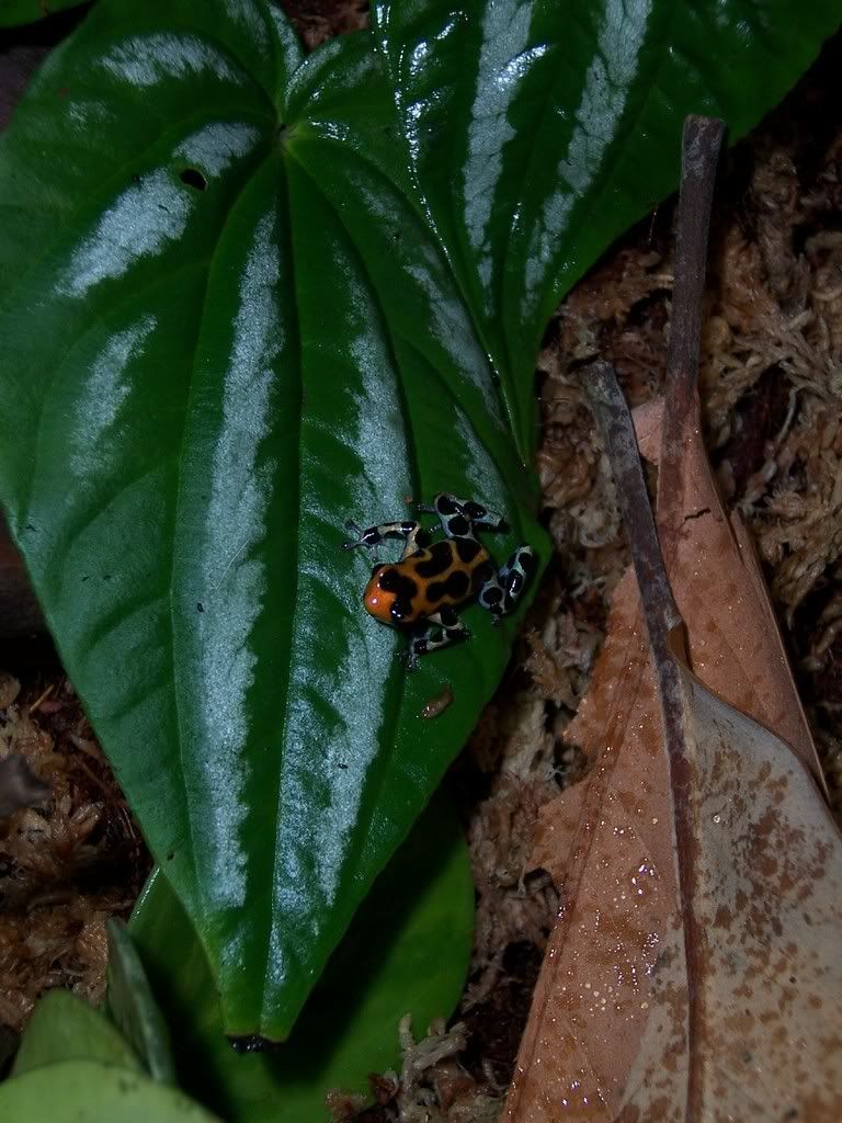 intermedius3.jpg