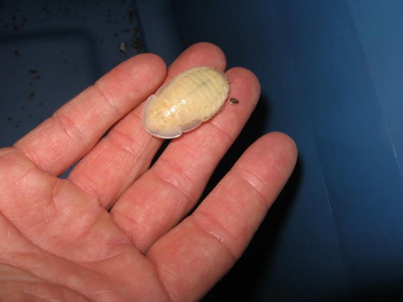 bugs080.jpg