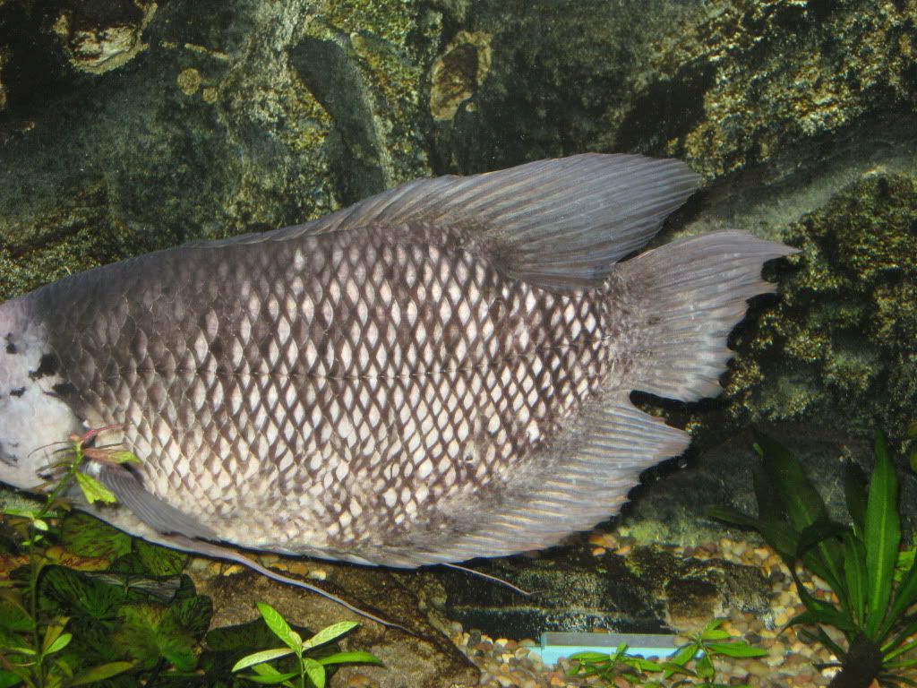 updatecornelius009.jpg
