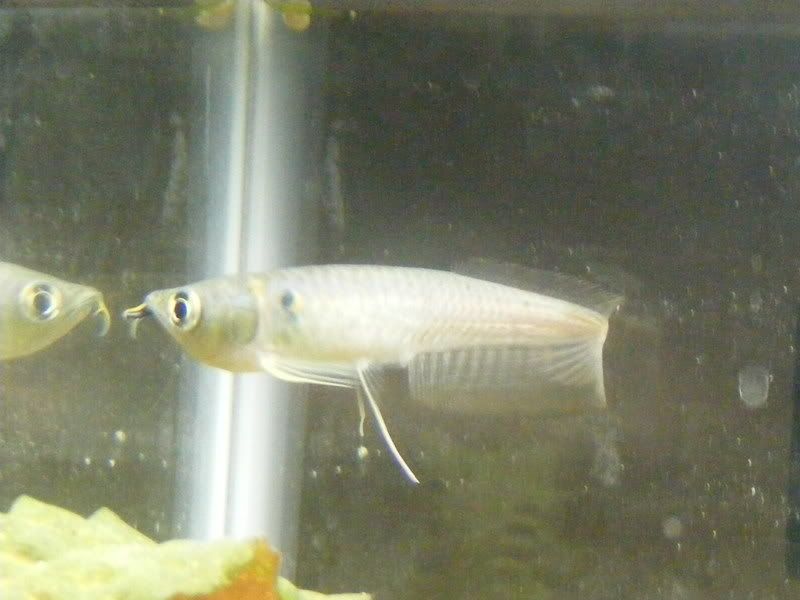 arowana004.jpg