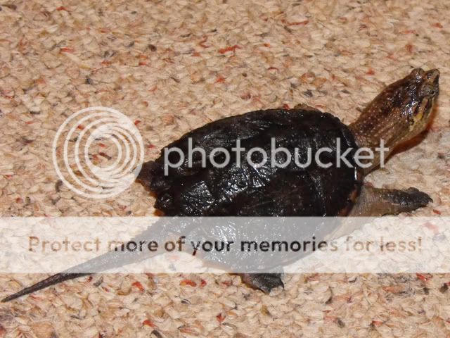 turt4.jpg