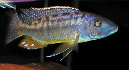 Macrostoma2.jpg