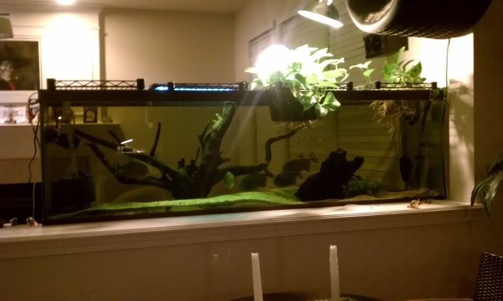 IMAG1591_zps250046ec.jpg