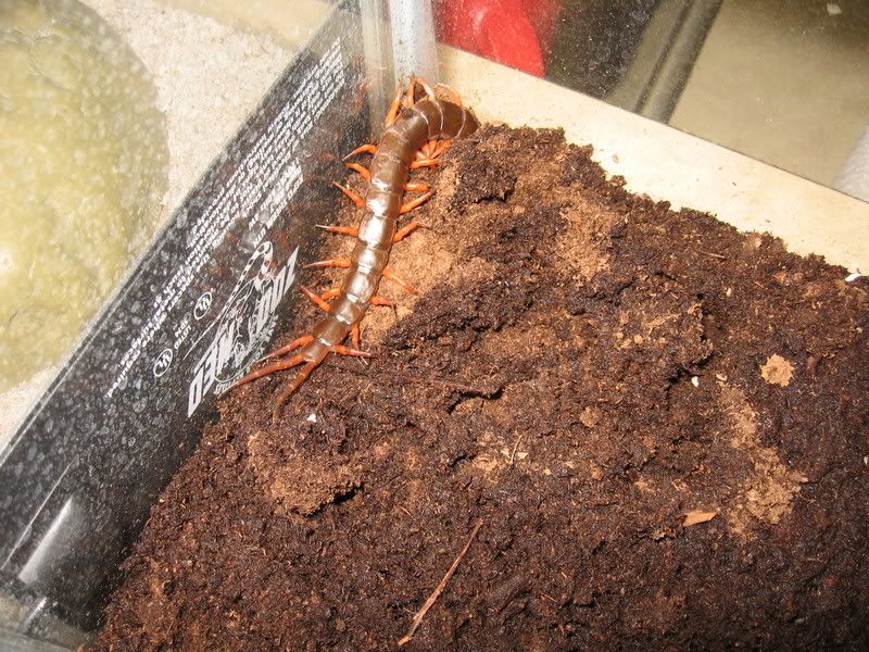 bugs015.jpg