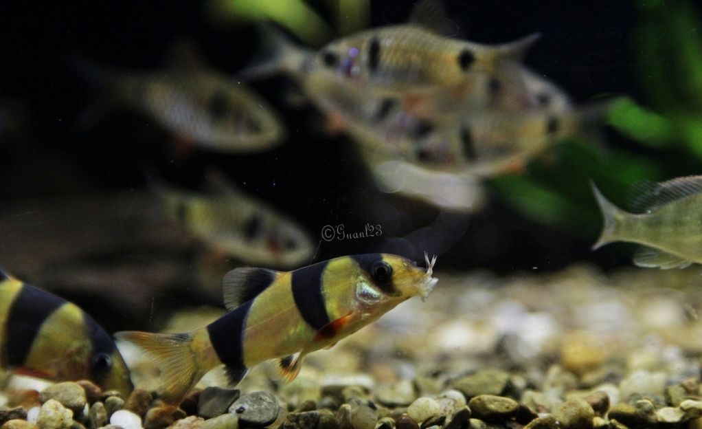 Chromobotiamacracanthus1.jpg