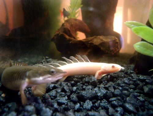 sene-and-albino-111507.jpg