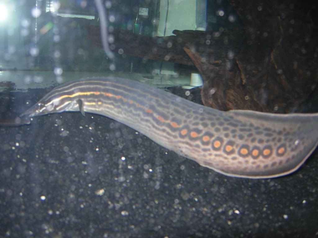 fireeel003.jpg
