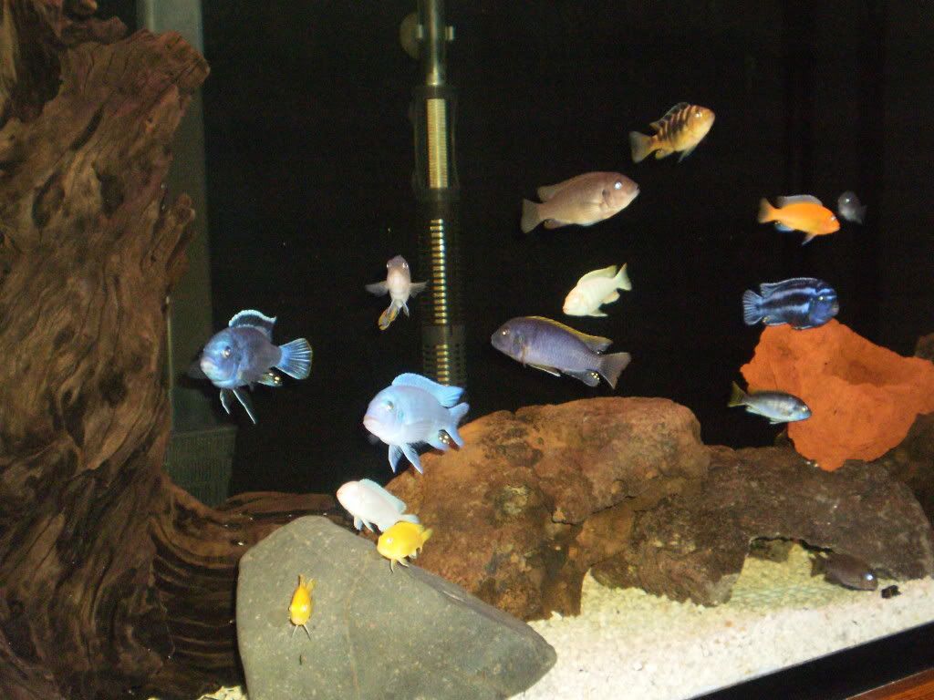 Fish072.jpg