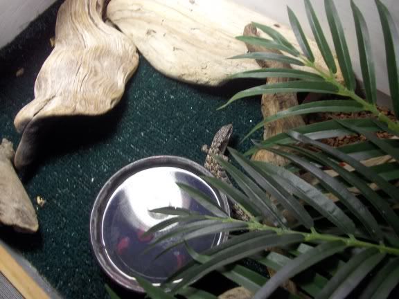 lizard2.jpg