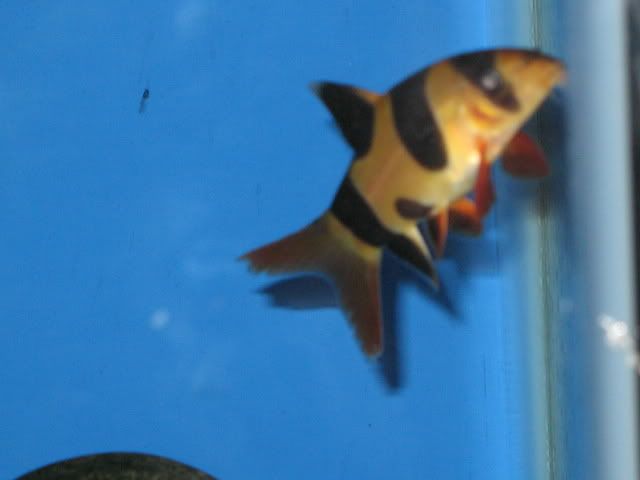 SaddlebackClownLoach06.jpg