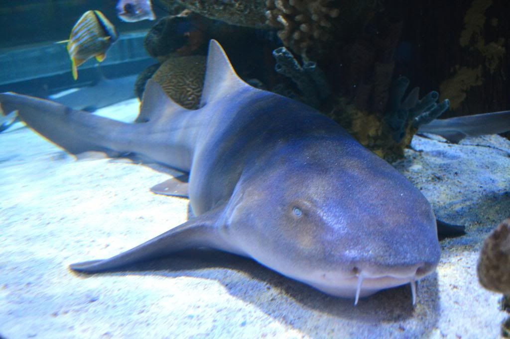 DSC_0565_zpse04271e9.jpg