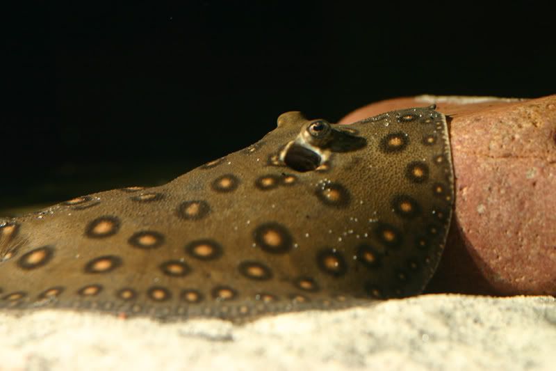 raytank106.jpg