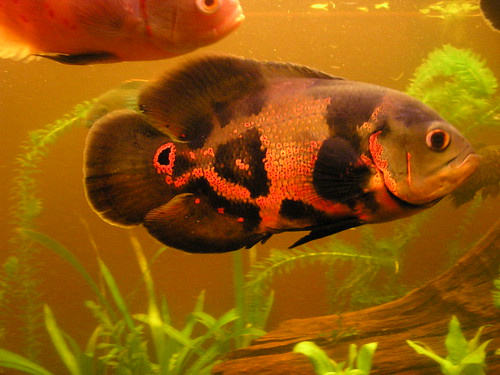 530703372_7c2da1ffc2.jpg